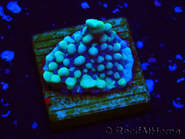 WYSIWYG Montipora undata