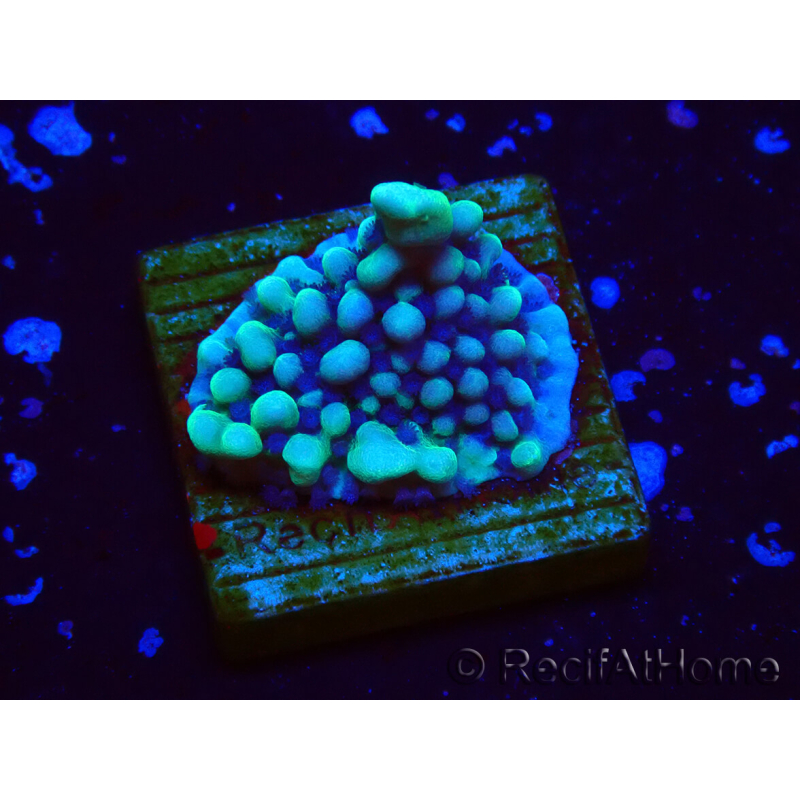WYSIWYG Montipora undata