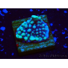 WYSIWYG Montipora undata