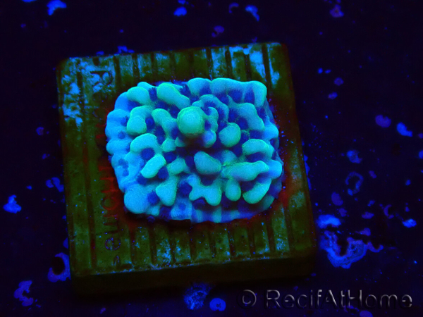 WYSIWYG Montipora undata