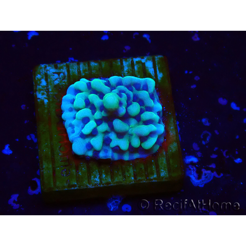 WYSIWYG Montipora undata