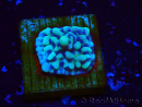 WYSIWYG Montipora undata