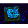 WYSIWYG Montipora undata