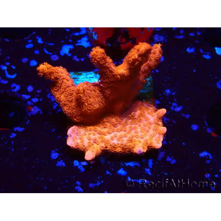 WYSIWYG red montipora grows red