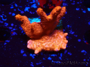 WYSIWYG montiporarouge pousse rouge