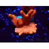WYSIWYG red montipora grows red