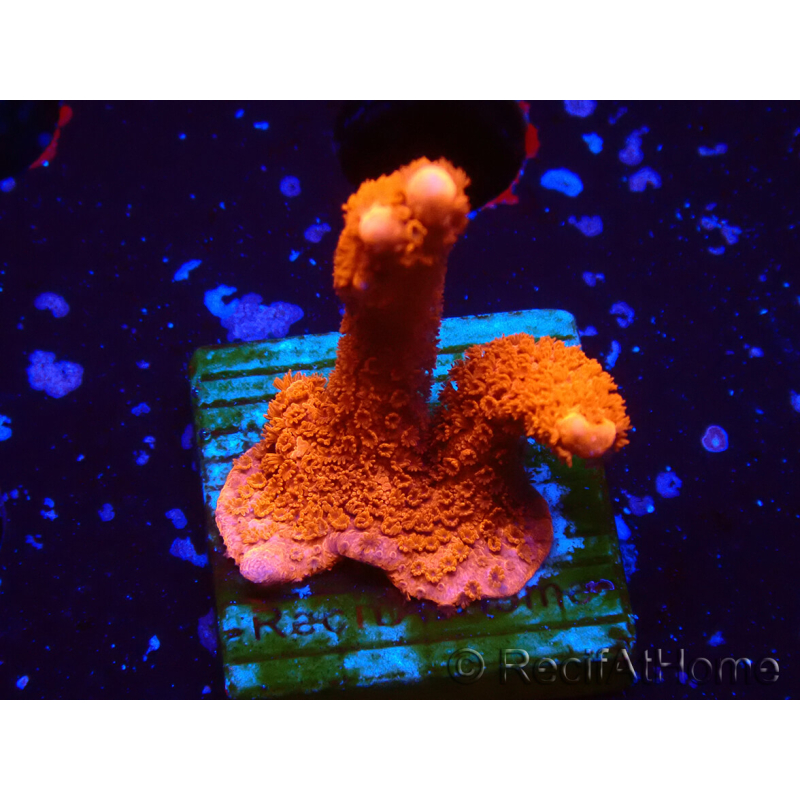WYSIWYG red montipora grows red