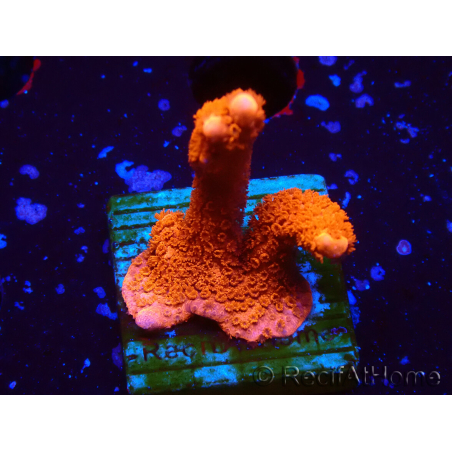 WYSIWYG Montipora rot wächst rot
