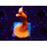 WYSIWYG Montipora rosso crescita rossa