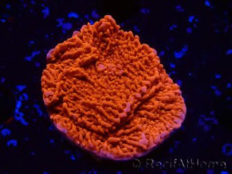 WYSIWYG Montipora Meseta Roja