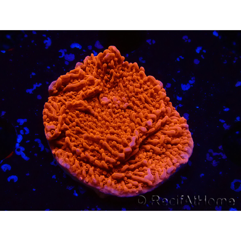 WYSIWYG Montipora Plateau Rouge 1P4