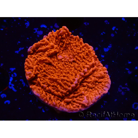WYSIWYG Montipora Plateau Rosso