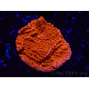 WYSIWYG Montipora Meseta Roja