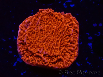 WYSIWYG Montipora Plateau Rouge