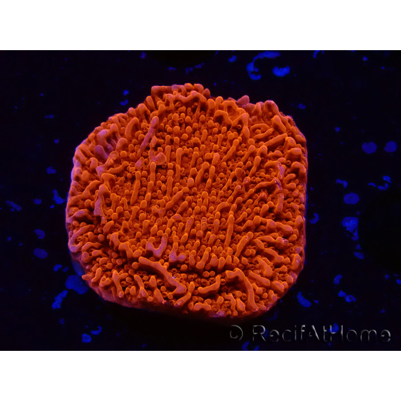 WYSIWYG Montipora Plateau Rot