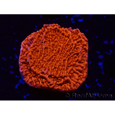 WYSIWYG Montipora Plateau Rosso