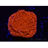 WYSIWYG Montipora Plateau Rosso