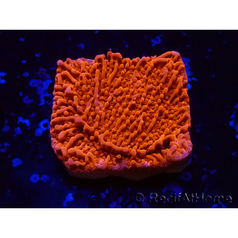 WYSIWYG Montipora Plateau Rosso
