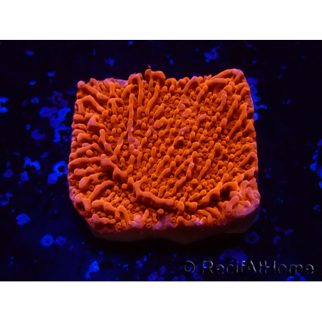 WYSIWYG Montipora Plateau Rosso