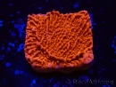 WYSIWYG Montipora Plateau Rosso