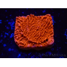 WYSIWYG Montipora Plateau Rouge
