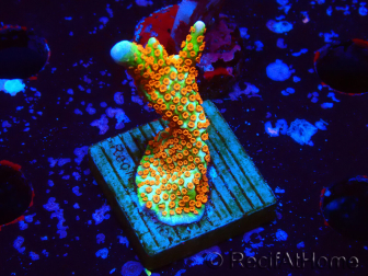 WYSIWYG Montipora Fire Forest