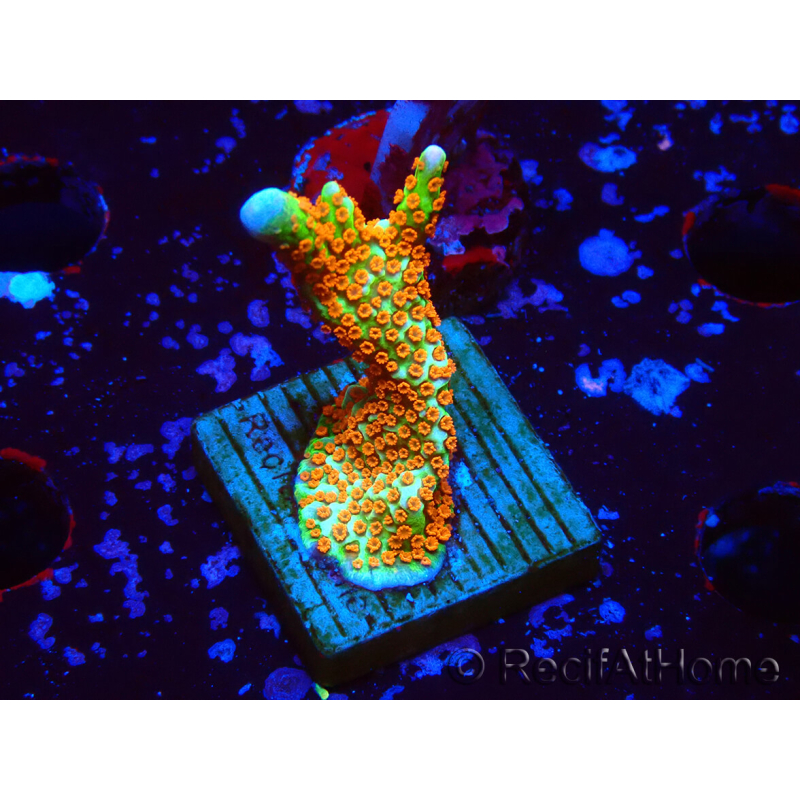WYSIWYG Montipora Fire Forest
