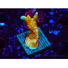WYSIWYG Montipora Fire Forest