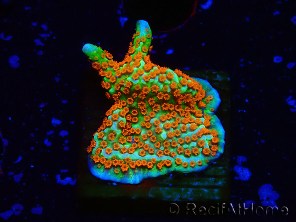 WYSIWYG Montipora Fire Forest