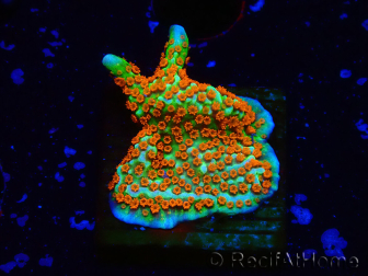 WYSIWYG Montipora Fire Forest