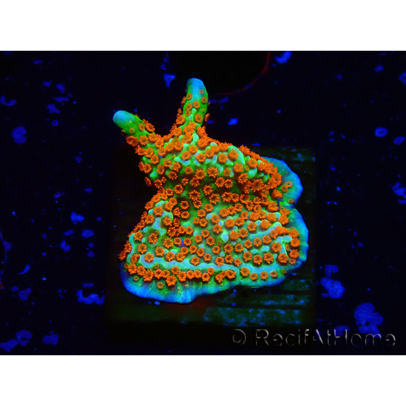 WYSIWYG Montipora Fire Forest