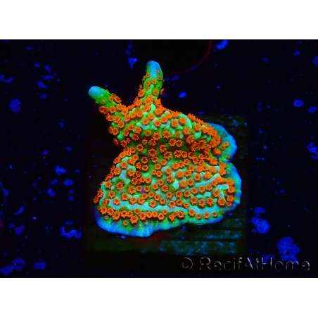 WYSIWYG Montipora Fire Forest