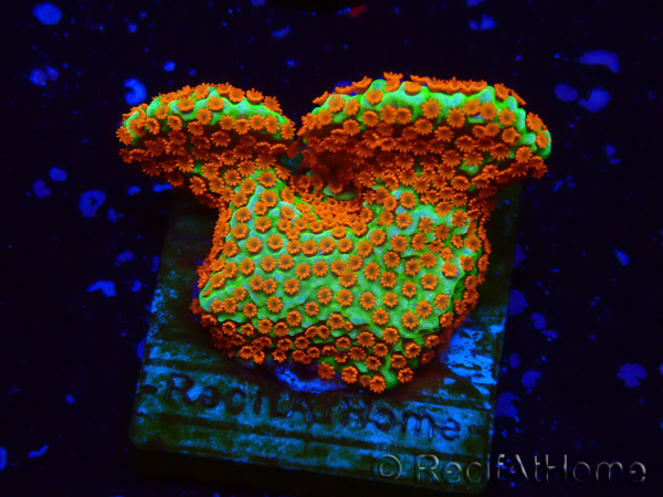 WYSIWYG Montipora Fire Forest