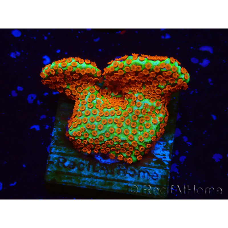 WYSIWYG Montipora Fire Forest