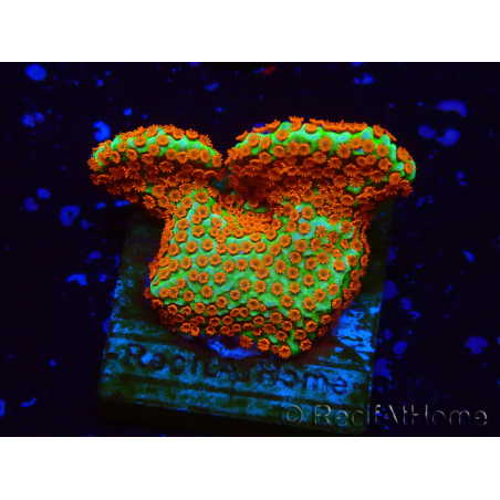 WYSIWYG Montipora Fire Forest