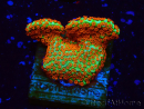 WYSIWYG Montipora Fire Forest