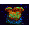 WYSIWYG Montipora Foresta di Fuoco