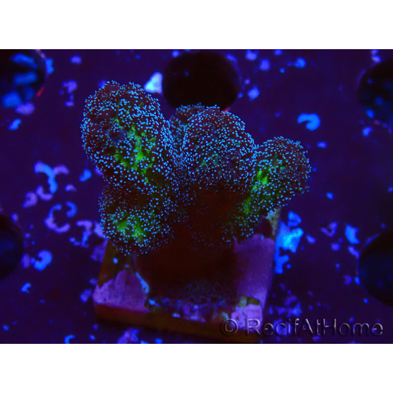 WYSIWYG Stylophora Pinkish