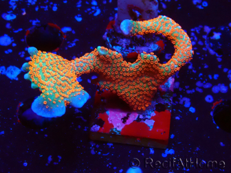 WYSIWYG Montipora digitata 1R1