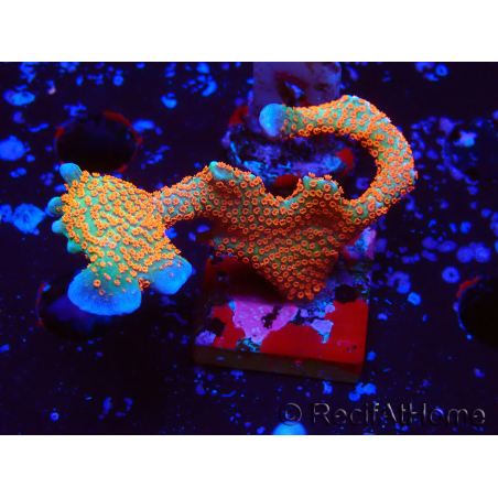 WYSIWYG Montipora digitata
