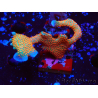 WYSIWYG Montipora digitata