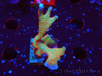 WYSIWYG Montipora digitata