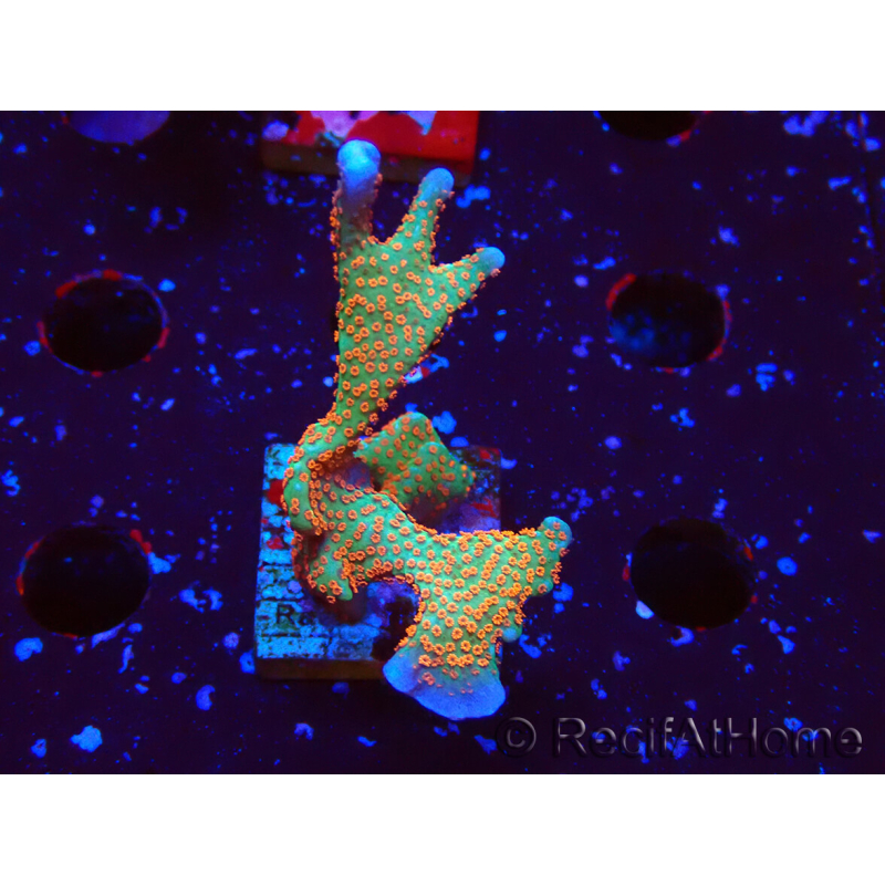 WYSIWYG Montipora digitata