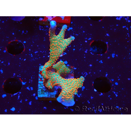 WYSIWYG Montipora digitata