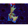 WYSIWYG Montipora digitata