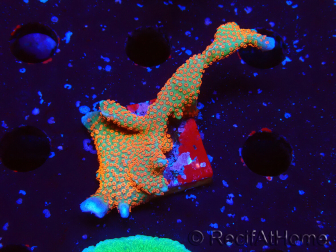 WYSIWYG Montipora digitata