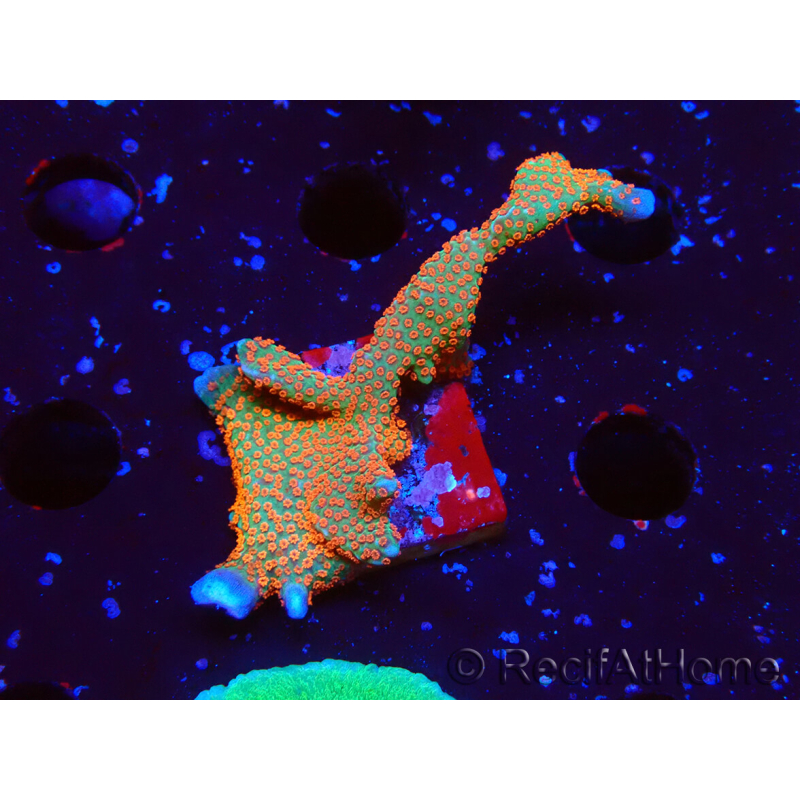 WYSIWYG Montipora digitata