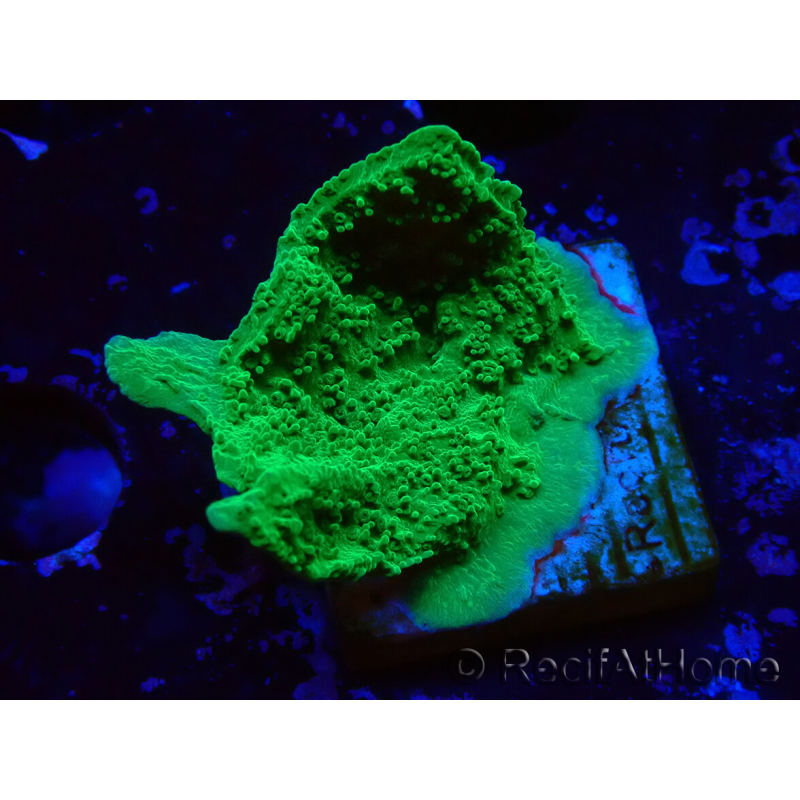 WYSIWYG Montipora Plateau Grün Apfel