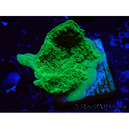 WYSIWYG Montipora Plateau Vert Pomme