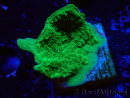WYSIWYG Montipora Plateau Verde Mela